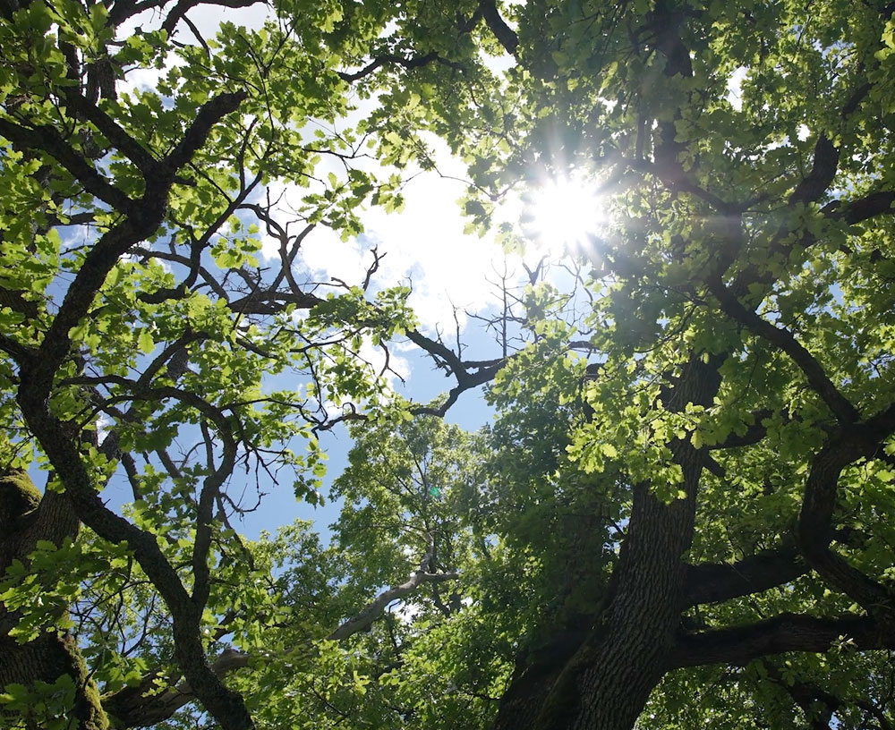 "Cacatora” - quercia secolare