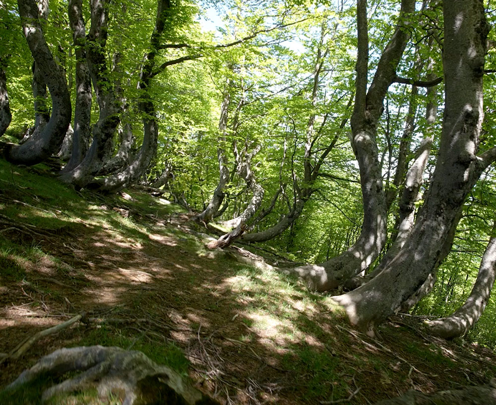 Bosco dei Faggi Torti